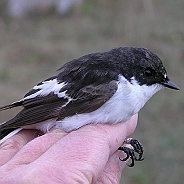 European Pied Flycatcher